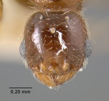 Media type: image;   Entomology 20782 Aspect: head frontal view
